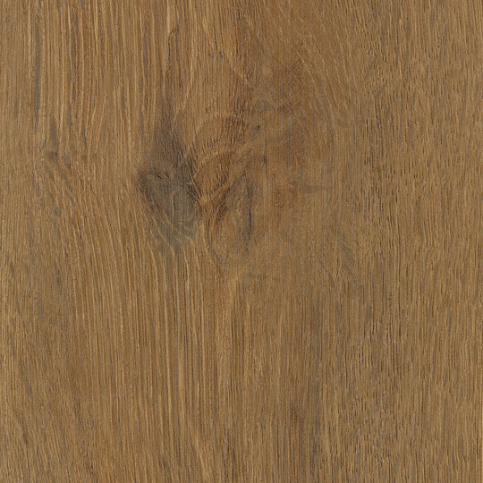 Brewer Oak